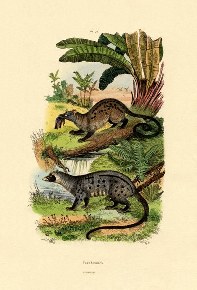 Palm Civets by French School